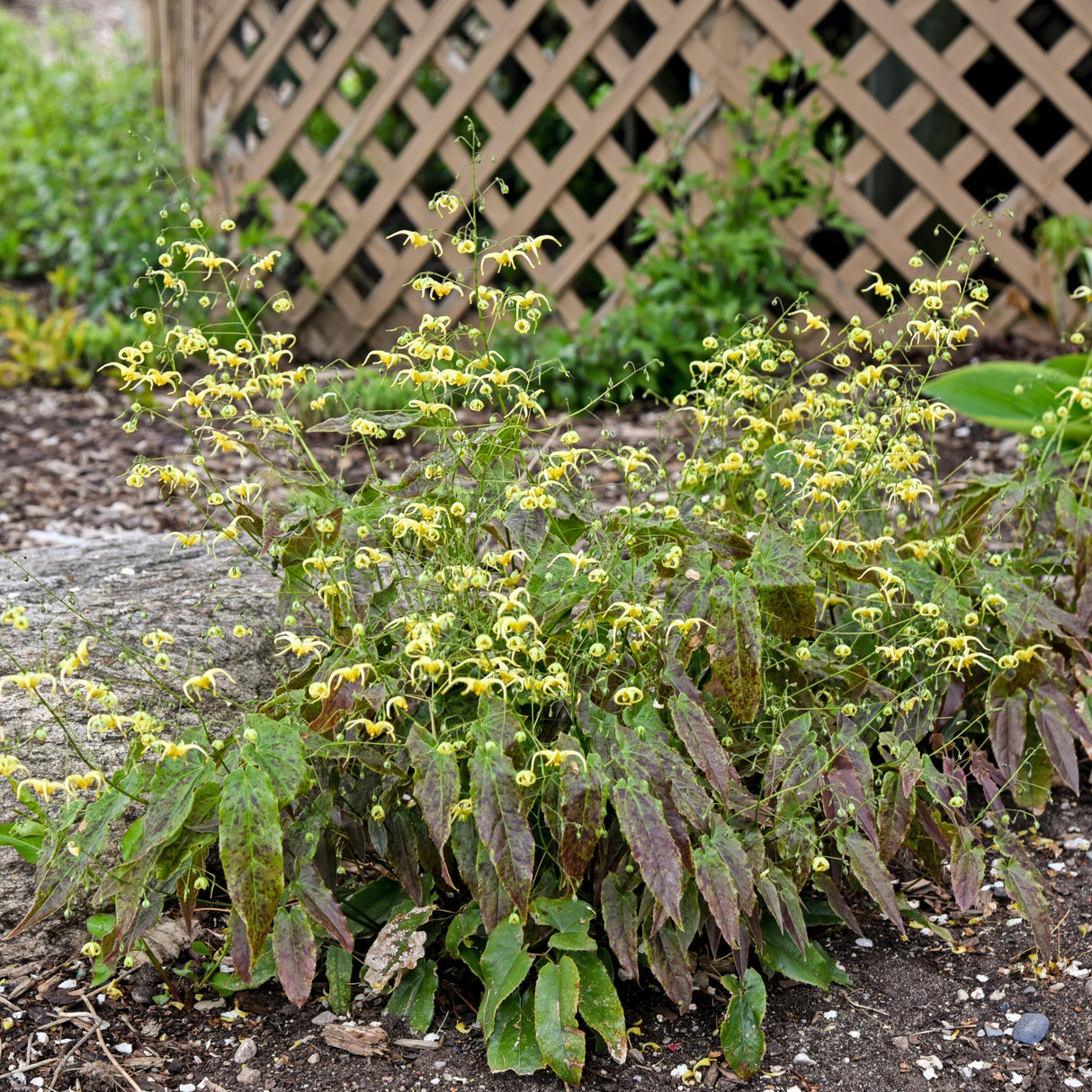 Epimedium 'Woodland Elf'