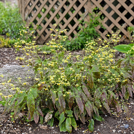 Epimedium 'Woodland Elf'