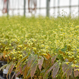 Epimedium 'Woodland Elf'
