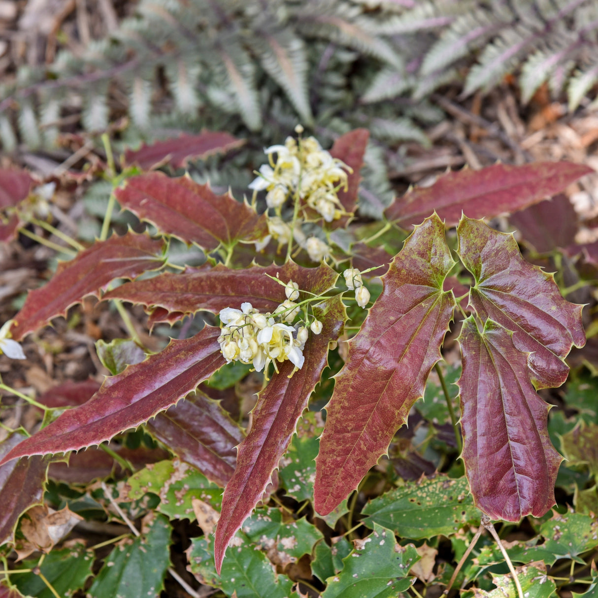 Epimedium wushanense 'Sandy Claws'