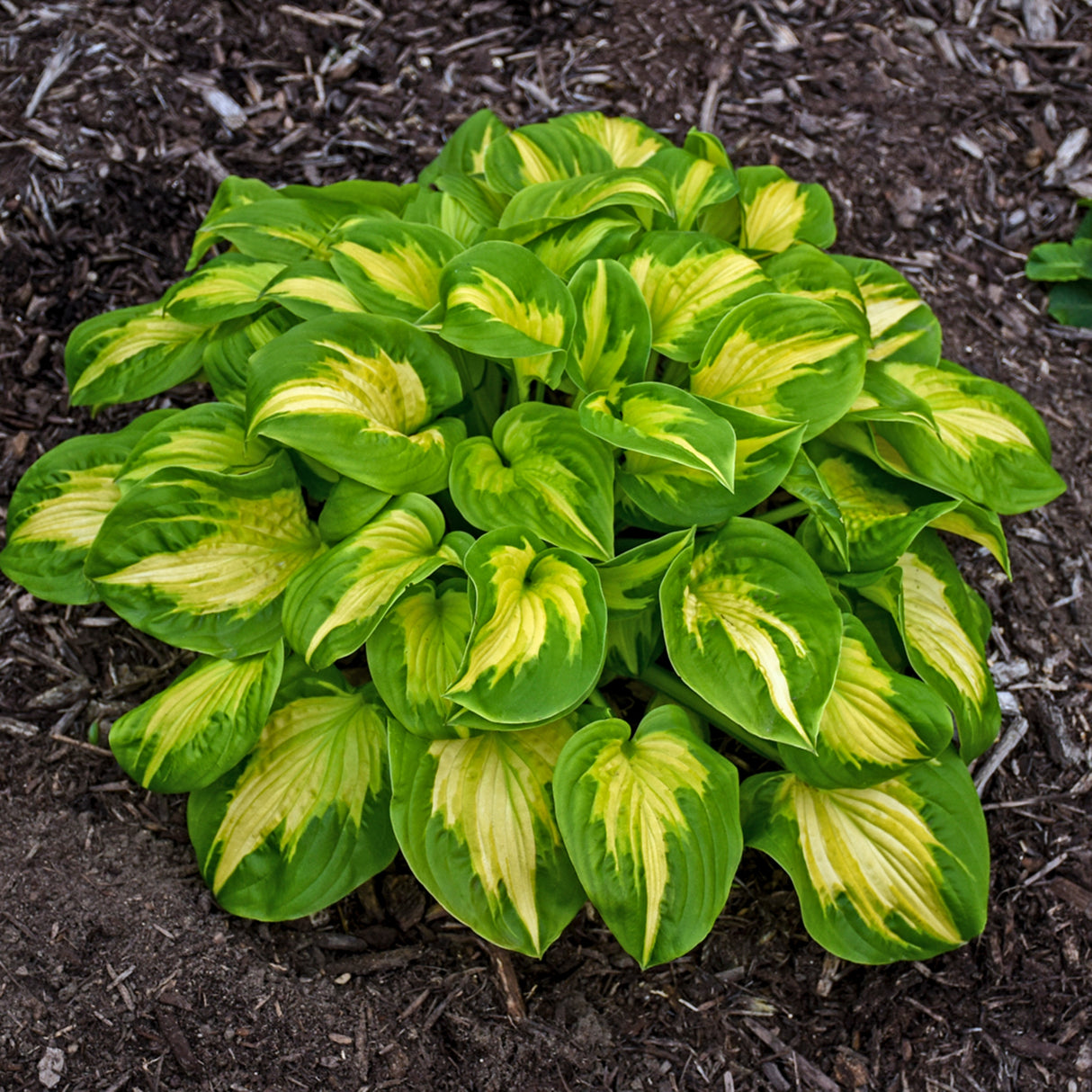 Etched Glass Hosta PP30748