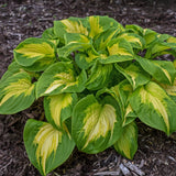 Etched Glass Hosta PP30748