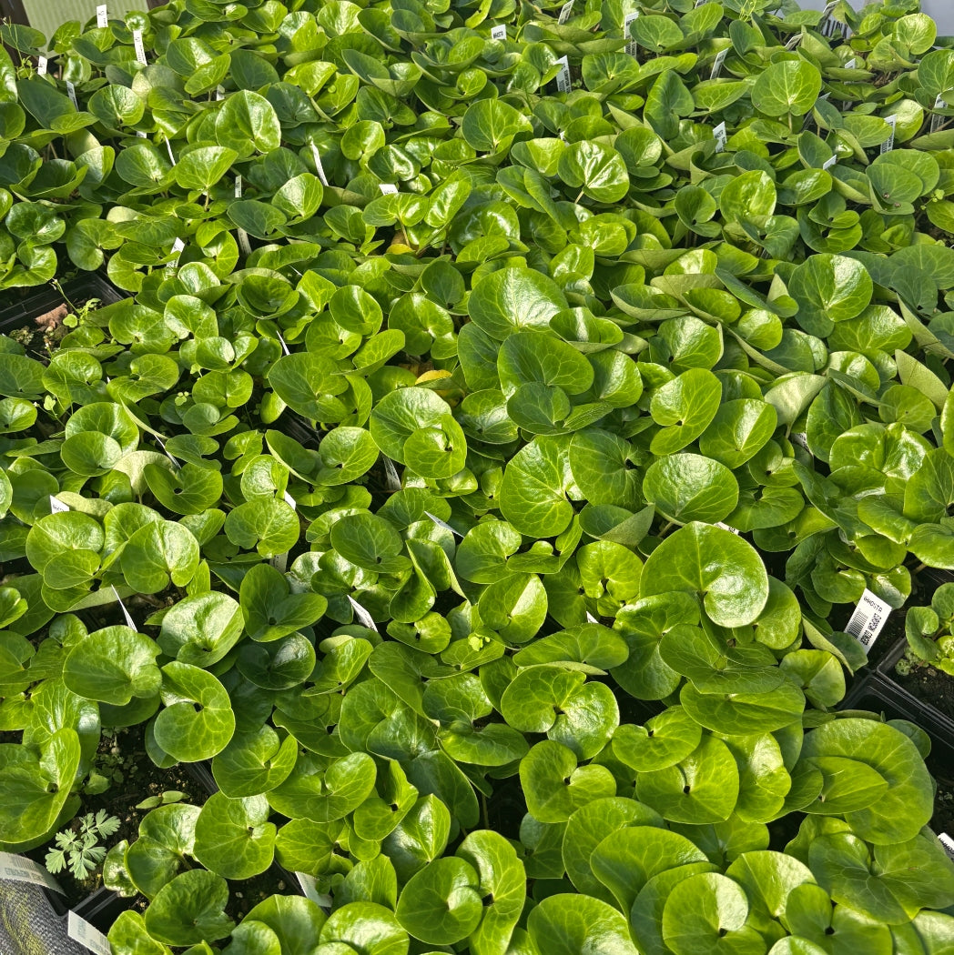 European Ginger