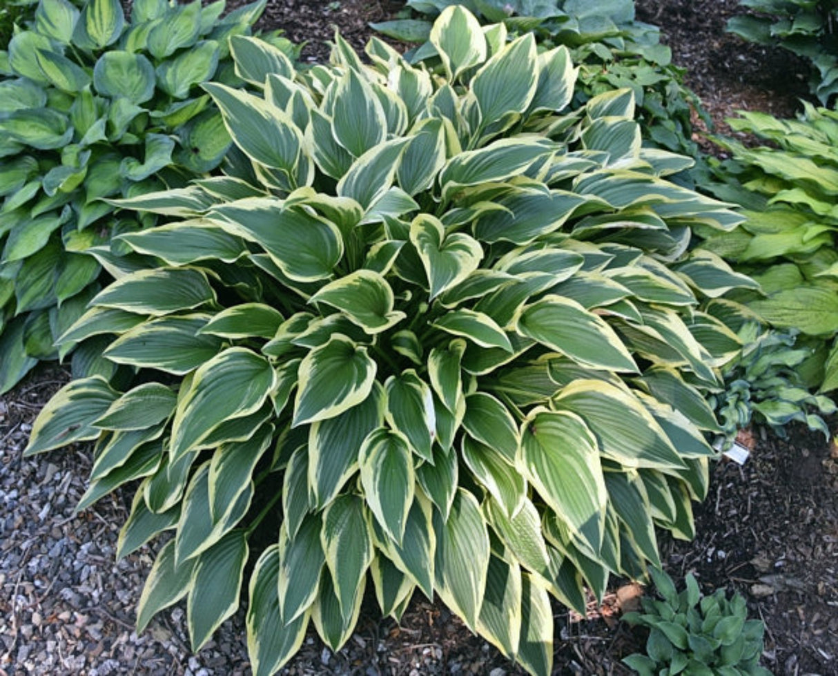 Exotic Presentation Hosta