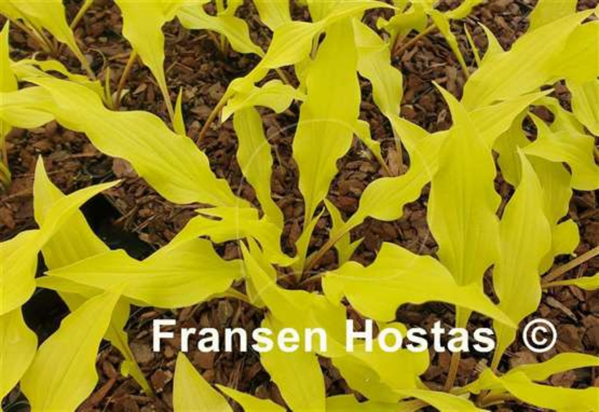 Fabulous Flames Hosta