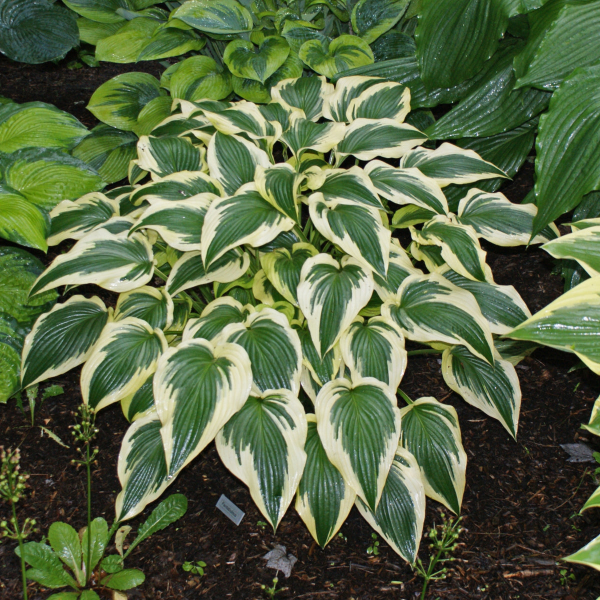 Fantabulous Hosta - Shade Perennial Medium Hosta Plant – NH Hostas