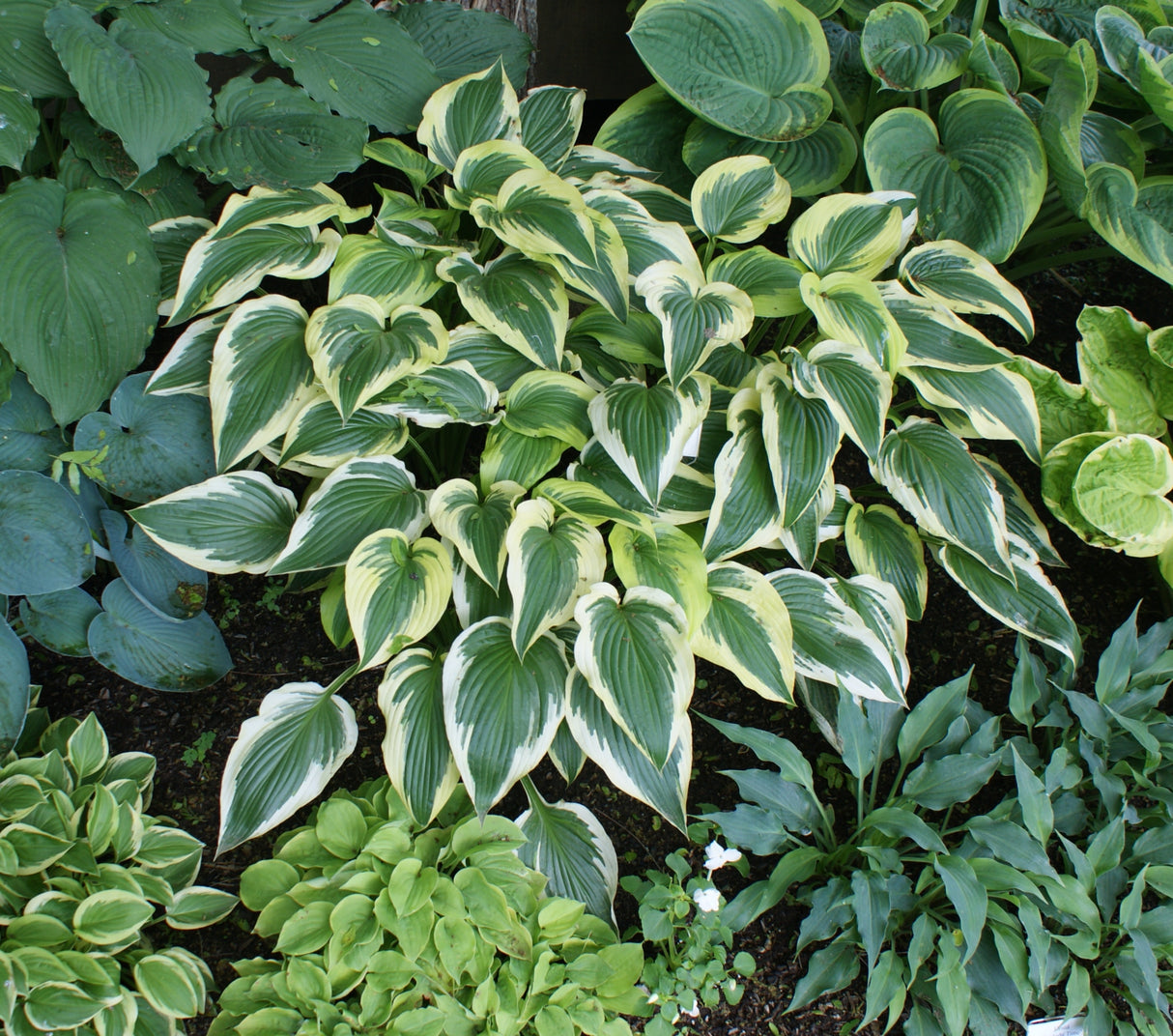 Fantabulous Hosta - 4.5 Inch Container
