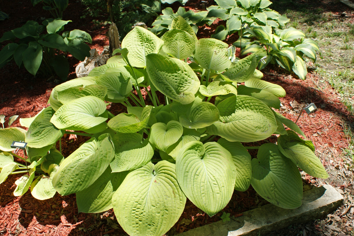 Fat Cat Hosta