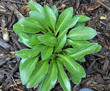 Fingertips Hosta