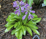 Fingertips Hosta