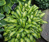 First Mate Hosta - 4.5 Inch Container