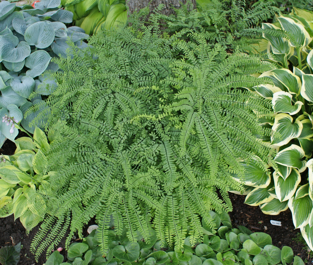 Five Finger Maidenhair Fern