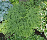 Five Finger Maidenhair Fern