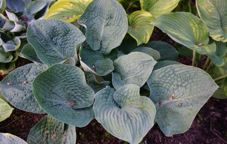 Flash Freeze Hosta (NEW For 2024!) Available in May!