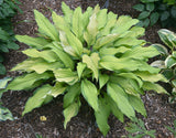 Flemish Beauty Hosta