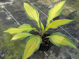 Flemish Beauty Hosta