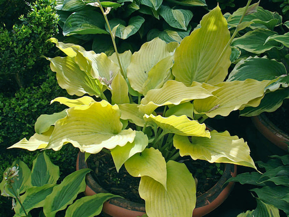 Flemish Gold Hosta