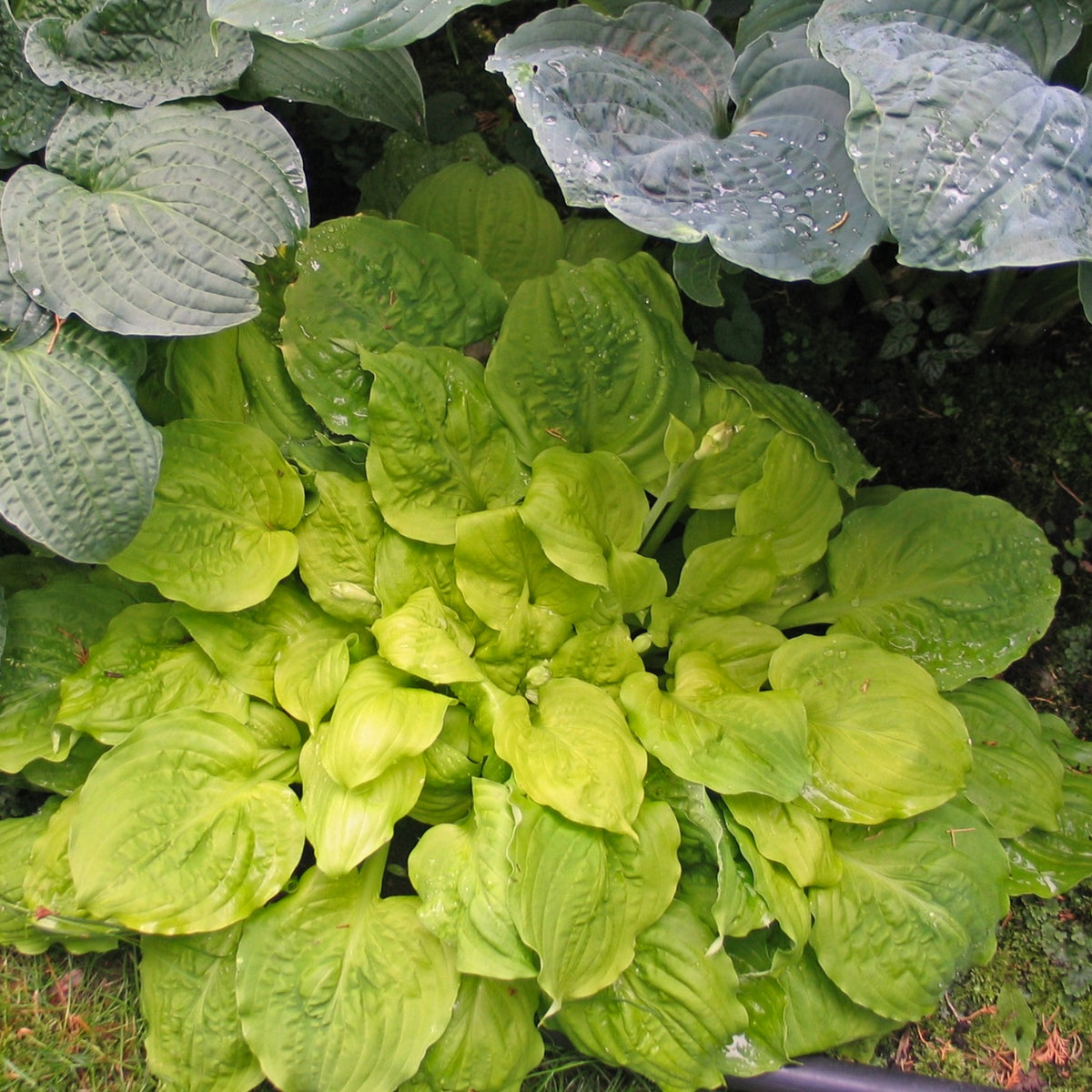 Fluff and Puff Hosta – NH Hostas
