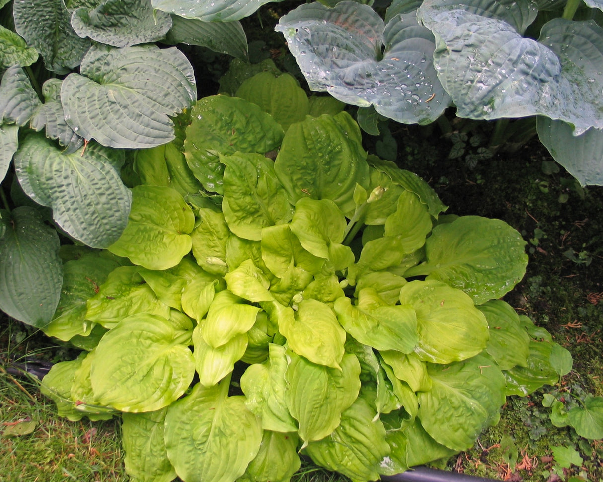 Fluff and Puff Hosta