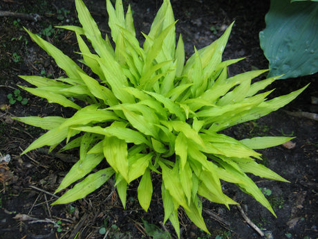 Focal Point Hosta