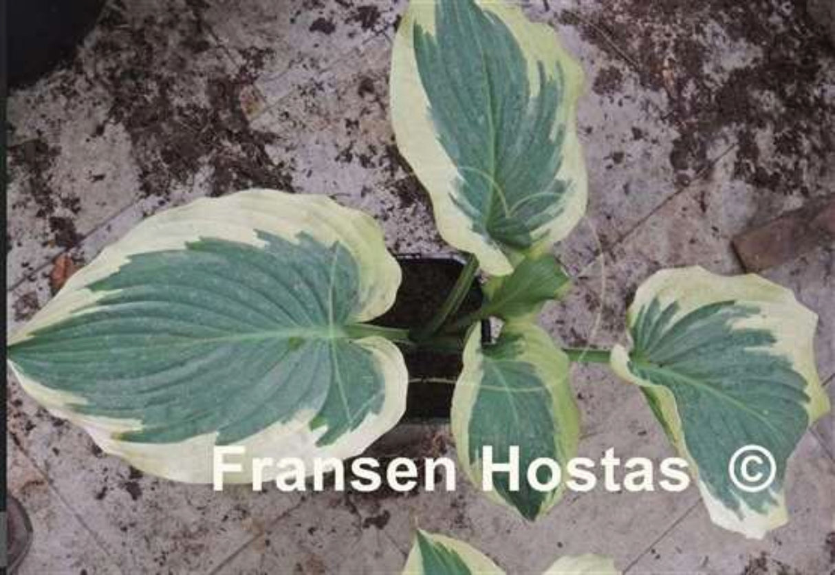 For Loved Ones Hosta