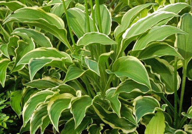 Forest Nymph Hosta