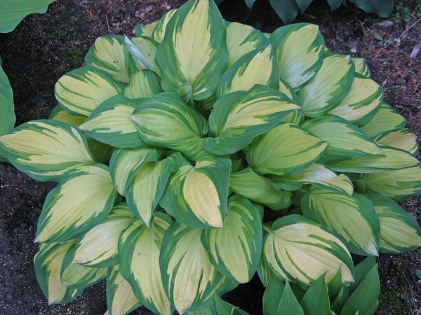 Forest Firefly Hosta Curtesy of Don Dean