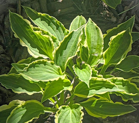 Forest Nymph Hosta