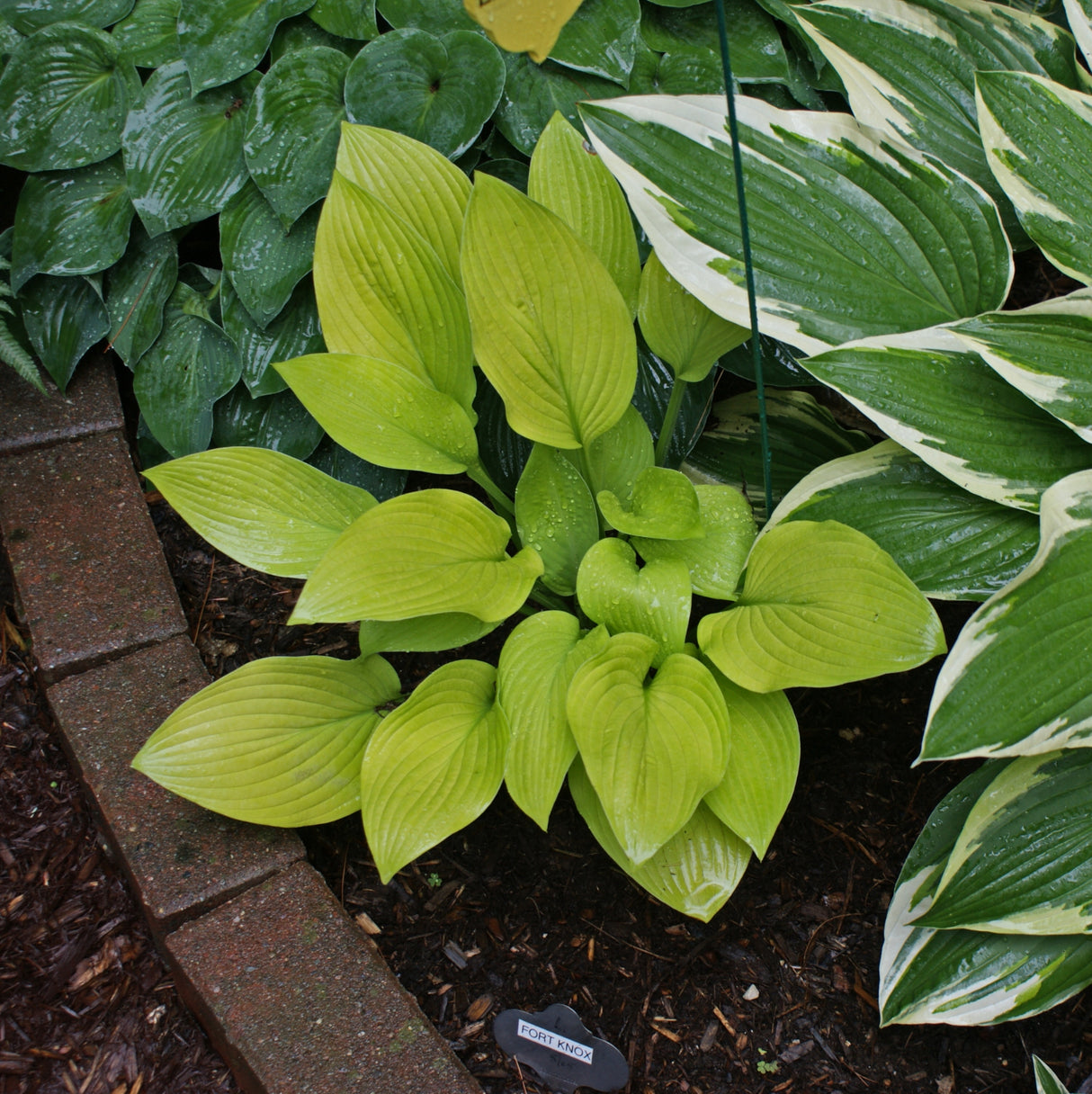 Fort Knox Hosta