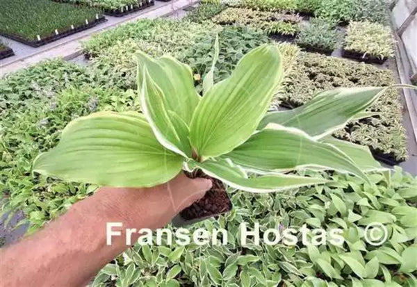 Found Frequencies Courtesy of Fransen Hostas