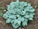 Fragrant Blue Hosta