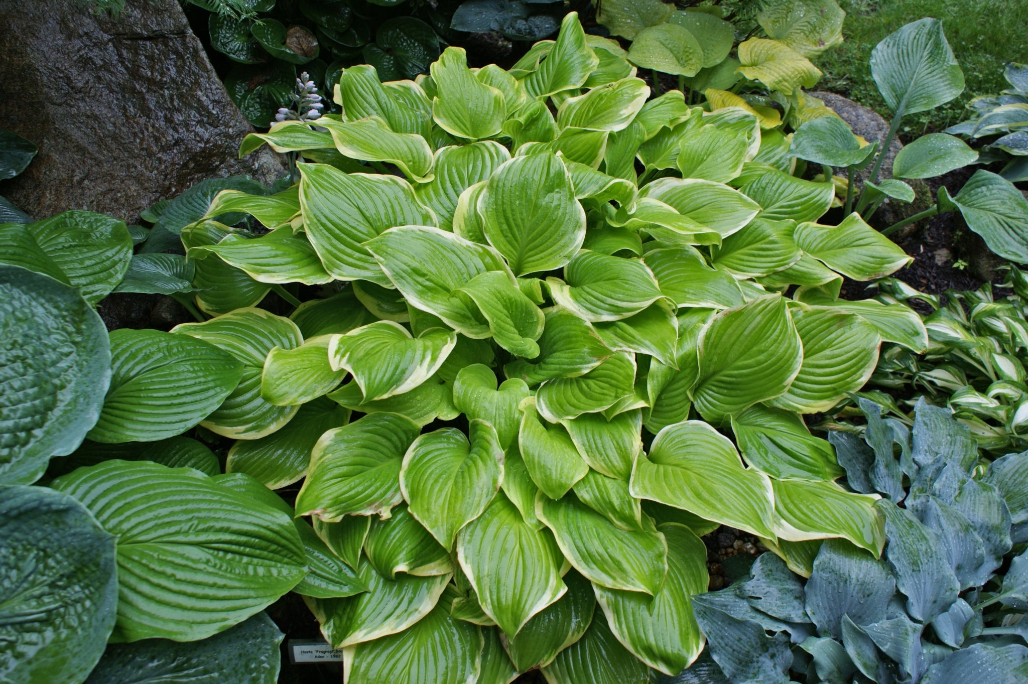 Fragrant Bouquet Hosta