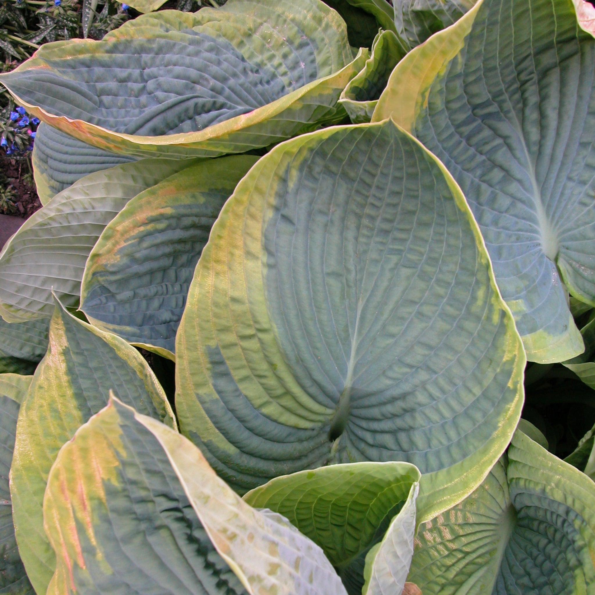 New Hampshire Hostas Frances Williams Hosta