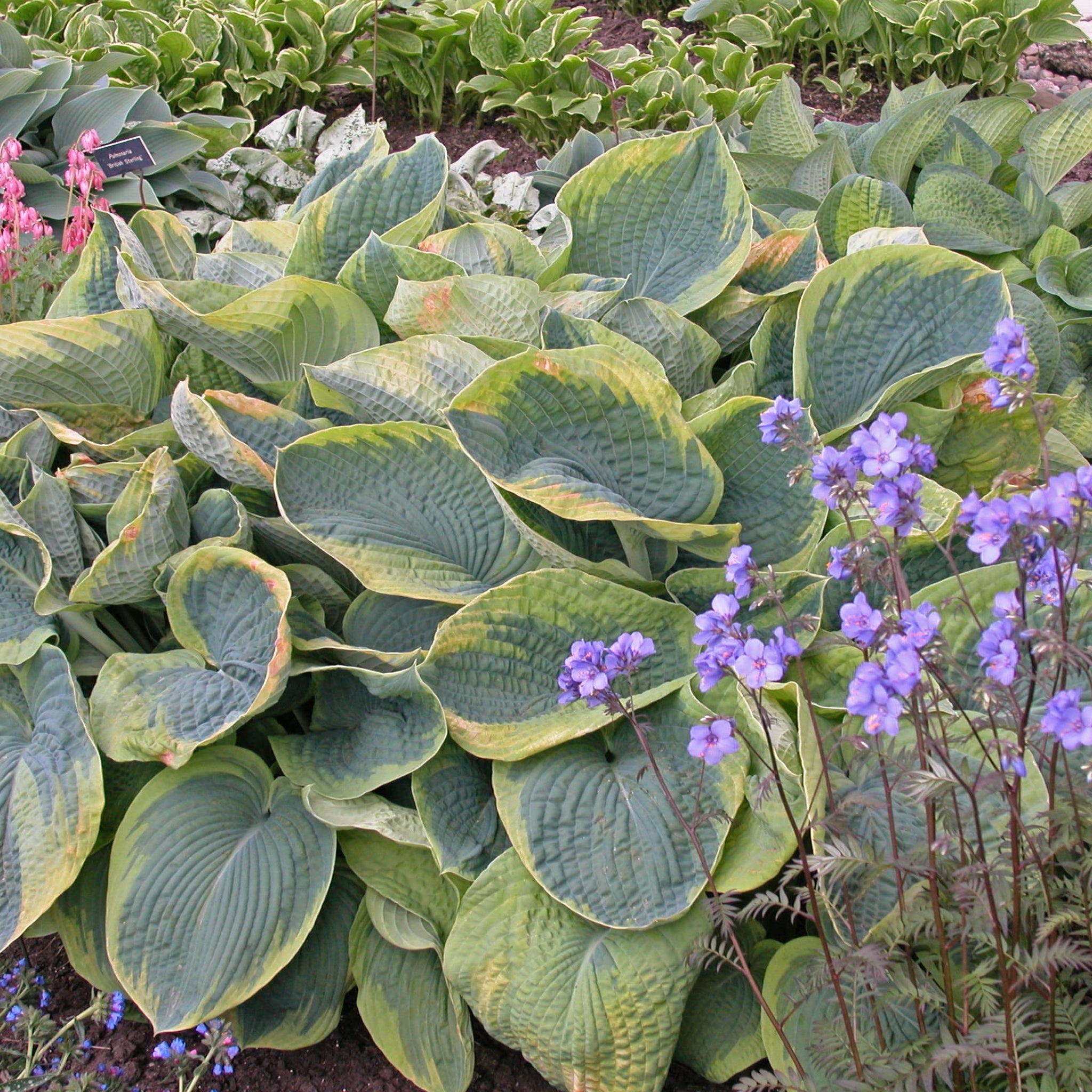 New Hampshire Hostas Frances Williams Hosta - Thumbnail 2