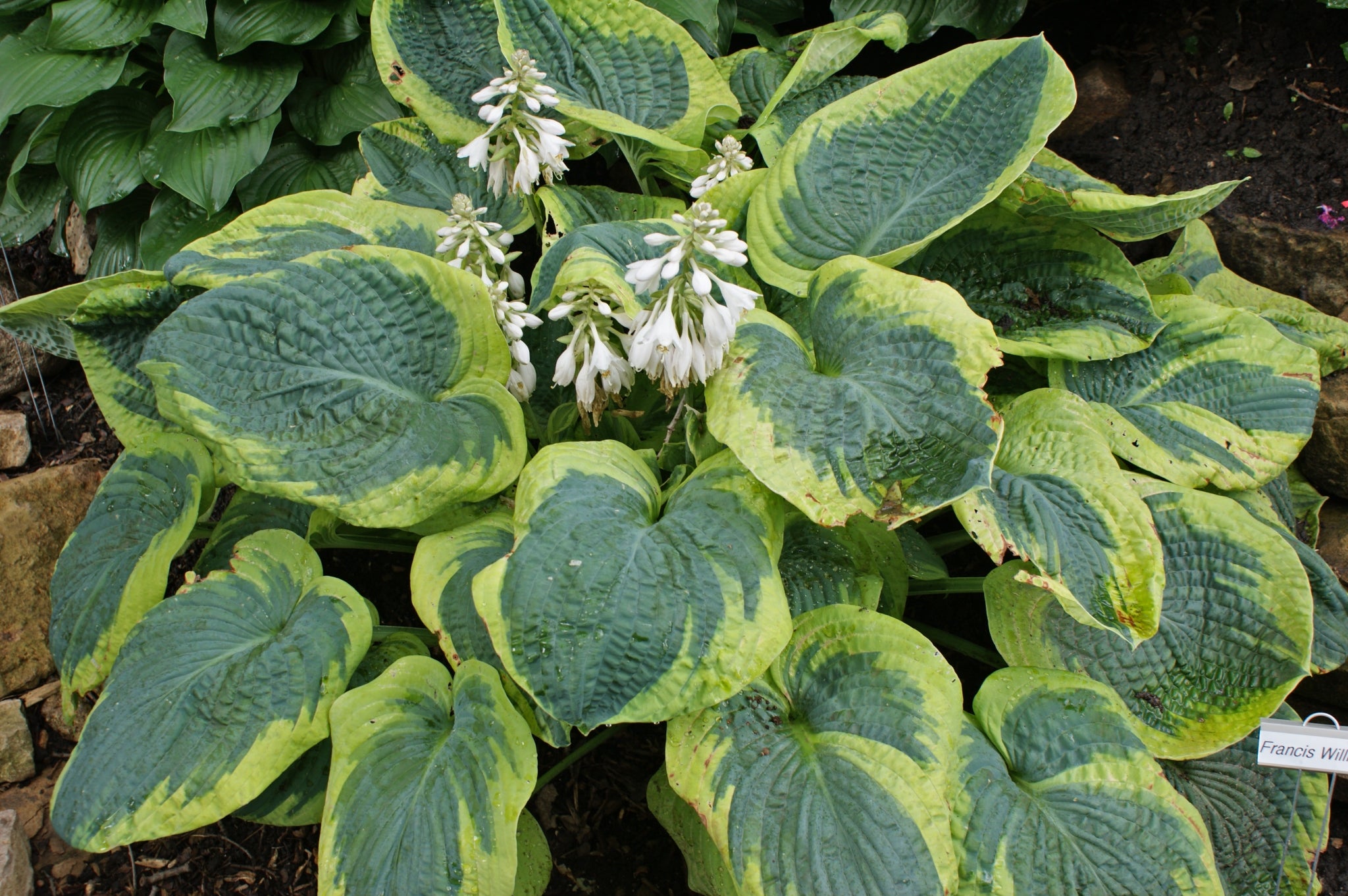 New Hampshire Hostas Frances Williams Hosta - Thumbnail 3