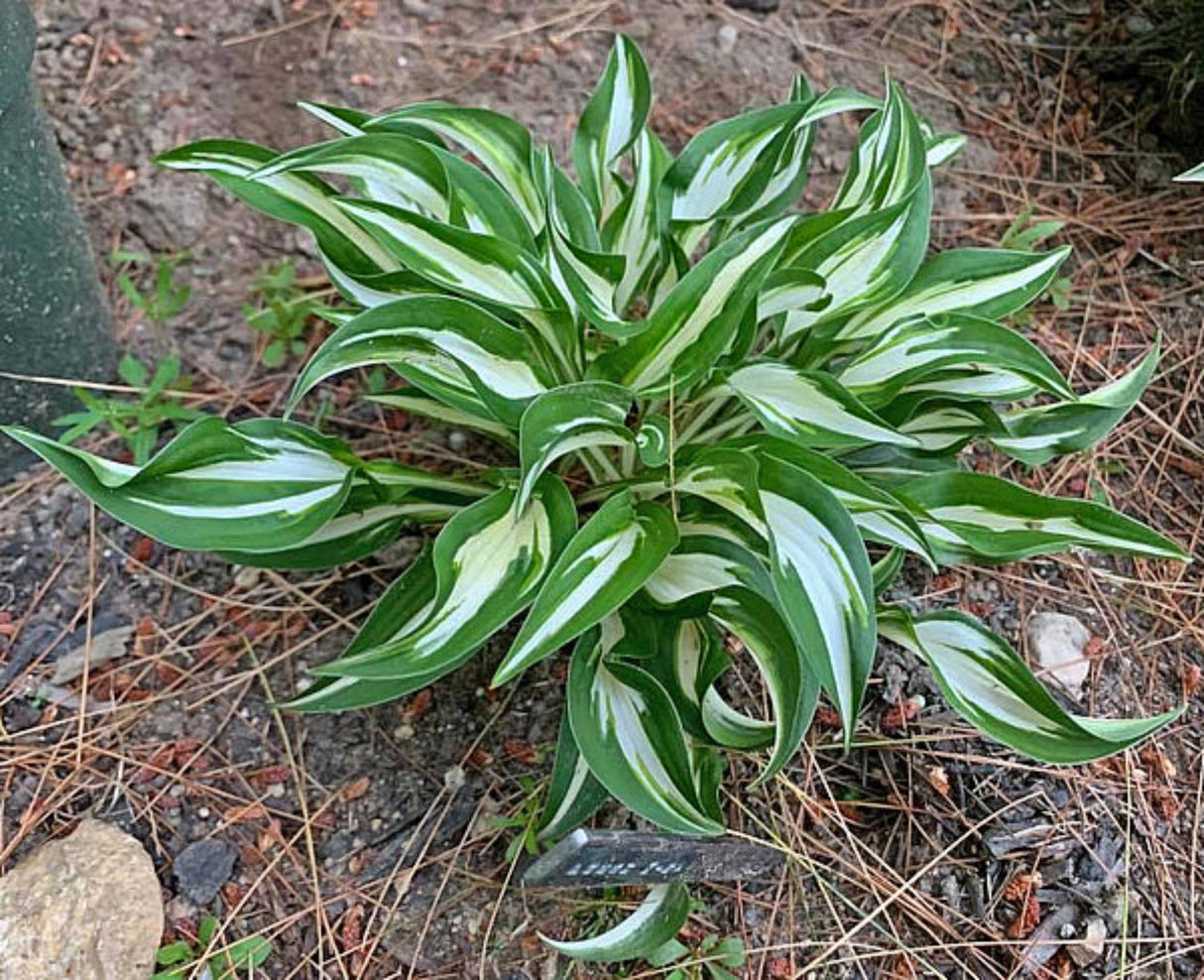 Fresh Mint Hosta