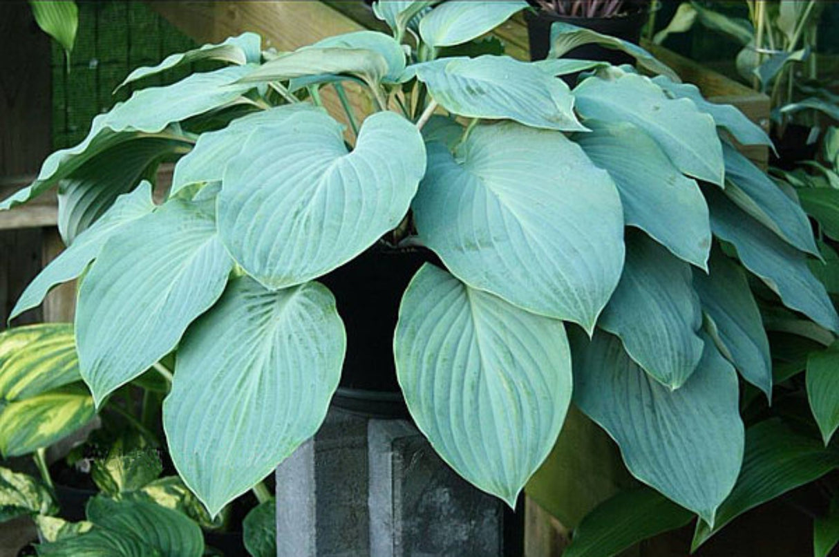 Frisian Blue Guy Hosta