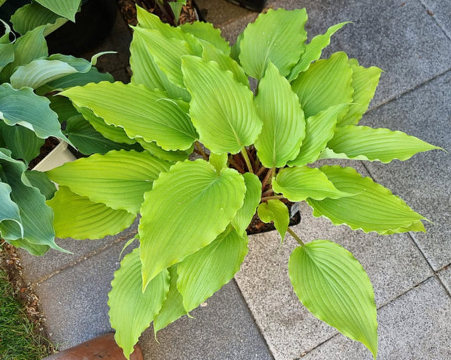 Frisian Sun Wave Hosta Courtesy of The Hosta Library