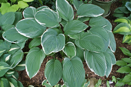 Frosted Jade Hosta