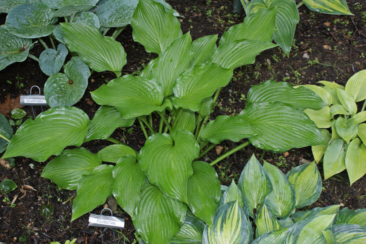 Fujibotan Hosta