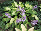 Funky Monkey Hosta