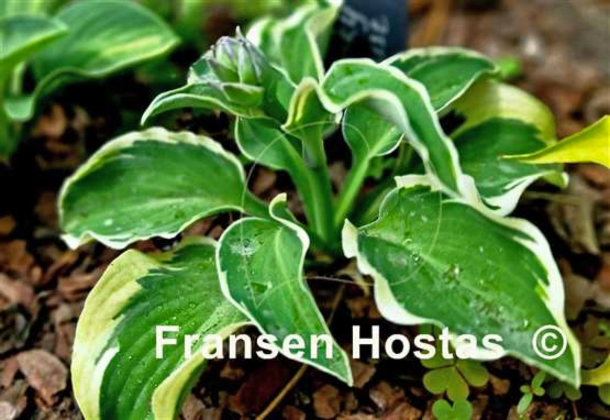 Funky Mouse Hosta