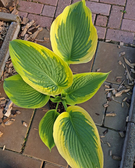 Gabriel's Flight Hosta Courtesy of Jan van den Top