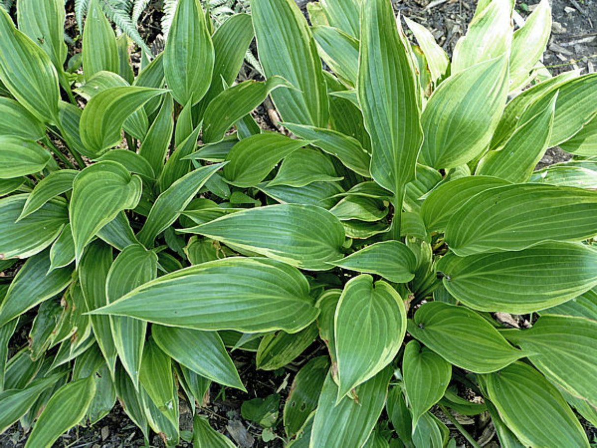 Gala Hosta