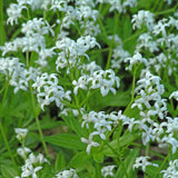 Galium odoratum (Sweet Woodruff)
