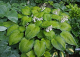 Garden Party Hosta