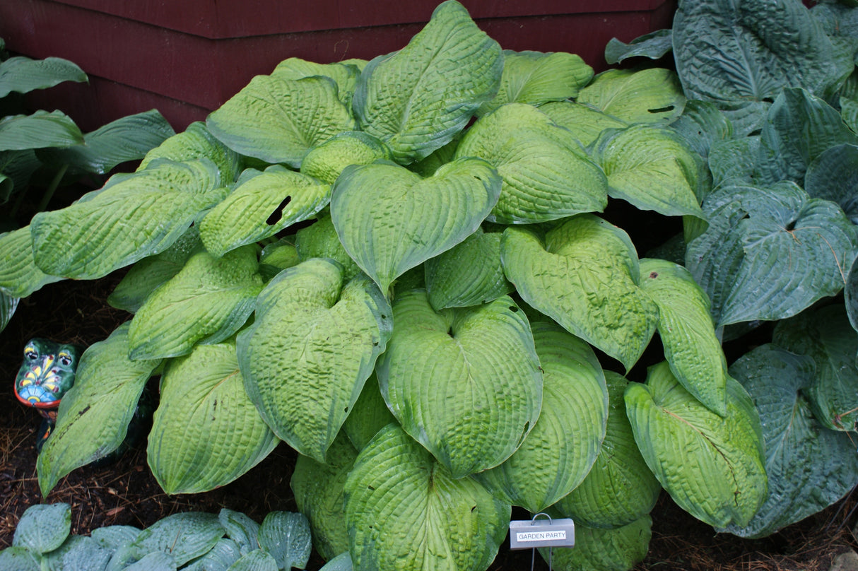 Garden Party Hosta