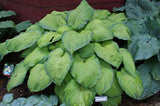 Garden Party Hosta