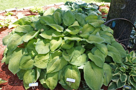 Garden Party Hosta