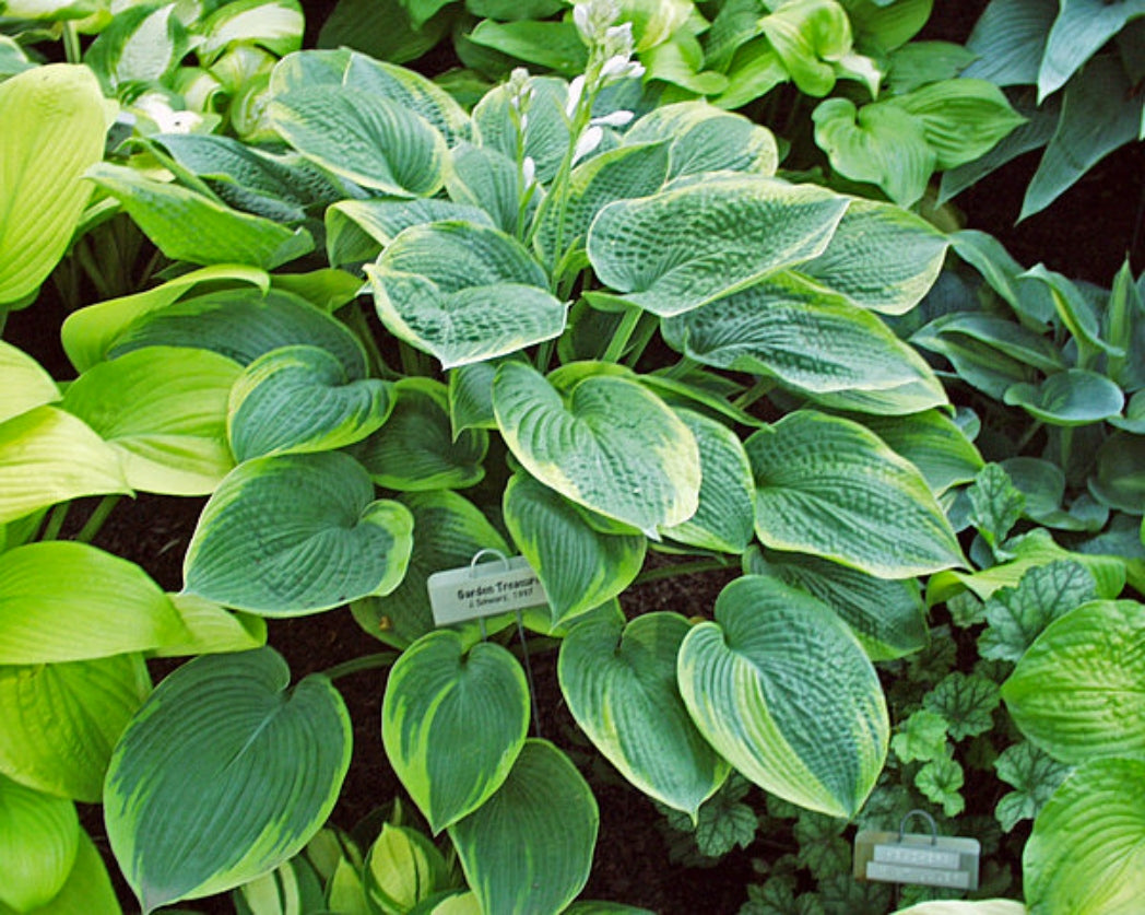 Garden Treasure Hosta Courtesy of The Hosta Library